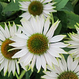 Эхинацея Примадонна Вайт