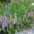 Иссоп (Пчелиная трава) лекарственный Roseus