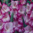 Гладиолус гибридный Beauty of Holland Гладиолус гибридный Beauty of Holland