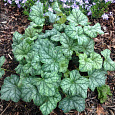 Гейхера Гибридная Mint Frost Гейхера Гибридная Mint Frost