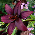 Лилия азиатская Дименшн