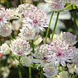 Астранция большая Sunningdale Variegated