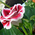 Глоксиния Импресс Пинк Биколор Глоксиния Импресс Пинк Биколор