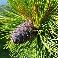 Сосна кедровая Сосна кедровая