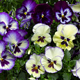Виола ампельная Вондерфол Блю Пикоти Шейдс Виола ампельная Вондерфол Блю Пикоти Шейдс