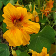 Настурция большая Золотой блик Настурция большая Золотой блик