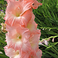 Гладиолус крупноцветковый Чимароза Гладиолус крупноцветковый Чимароза