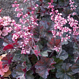 Гейхера Cassis