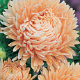 Астра королевский размер Абрикосовая Астра королевский размер Абрикосовая