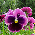 Виола крупноцветковая Селло Неон Парпл Виола крупноцветковая Селло Неон Парпл