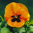 Виола крупноцветковая Инспайер Плюс Оранж Блотч Виола крупноцветковая Инспайер Плюс Оранж Блотч