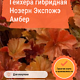 Гейхера гибридная Нозерн Экспожэ Амбер