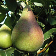 Груша Россошанская ранняя