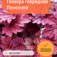 Гейхера гибридная Пенелопа