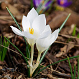 Крокус Ботанический Miss Vain Крокус Ботанический Miss Vain