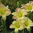 Лилейник гибридный Beautiful Edgings