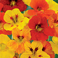 Настурция (Капуцин) махровая, смесь Настурция (Капуцин) махровая, смесь
