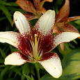 Лилия азиатская Танго Сесиль