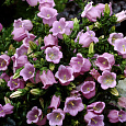 Колокольчик (Кампанула) Средний Розовый