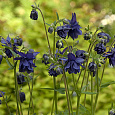 Аквилегия гибридная МакКаны Барлоу Блу Аквилегия гибридная МакКаны Барлоу Блу