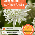 Астранция крупная Альба Астранция крупная Альба