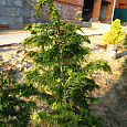 Кипарисовик тупой Fernspray Gold Кипарисовик тупой Fernspray Gold