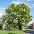 Клен ложноплатановый Леопольди