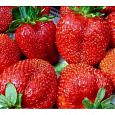 Земляника садовая Скала НАБОР 3ШТ Земляника садовая Скала НАБОР 3ШТ