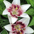 Лилия азиатская Танго Уайт Пиксельс