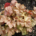 Гейхера Pinot gris